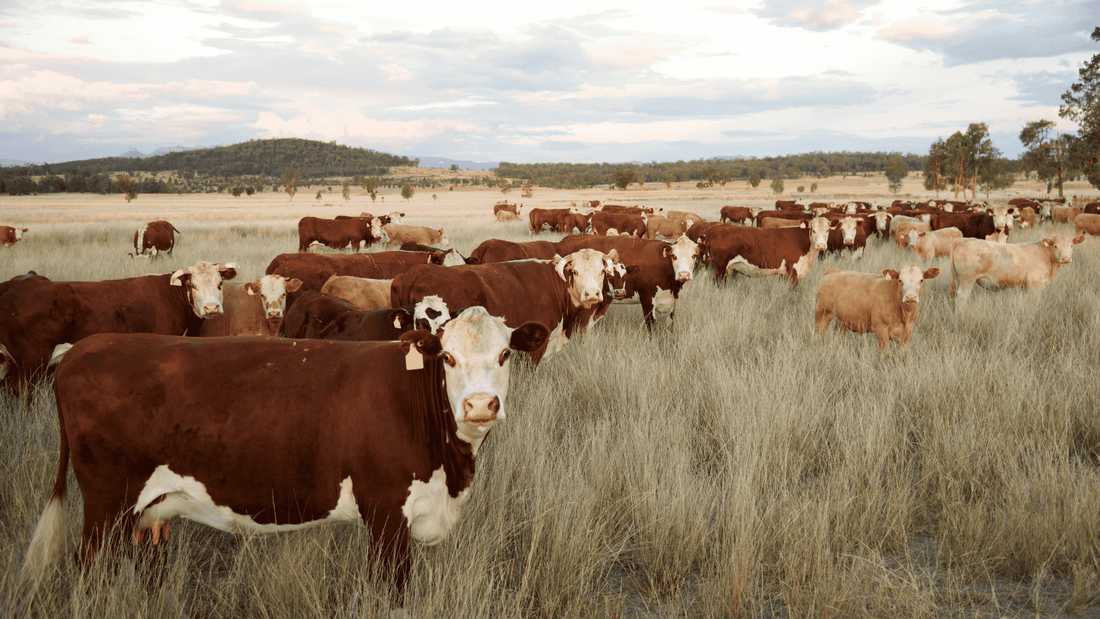 TopGrass: Nurturing Health, Ethics, and Flavor in Grass-Fed Beef