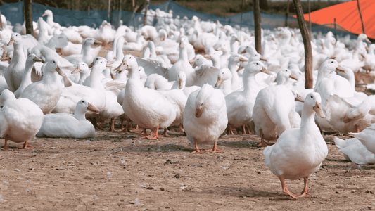 Hudson Valley Farms: Nurturing Excellence in Duck and Foie Gras Production